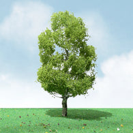 92309 - Birch Pro-Elite Trees - 3.5" - 4" (2 per package)